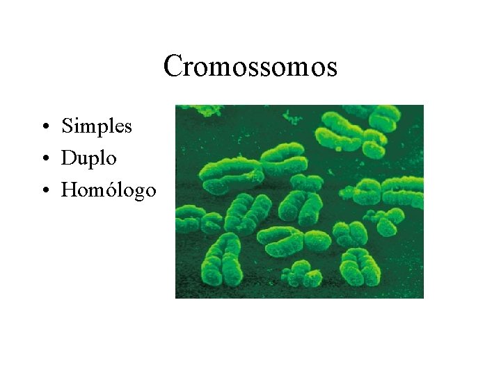 Cromossomos • Simples • Duplo • Homólogo 