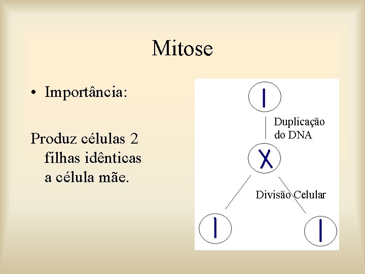 Mitose • Importância: Produz células 2 filhas idênticas a célula mãe. Duplicação do DNA