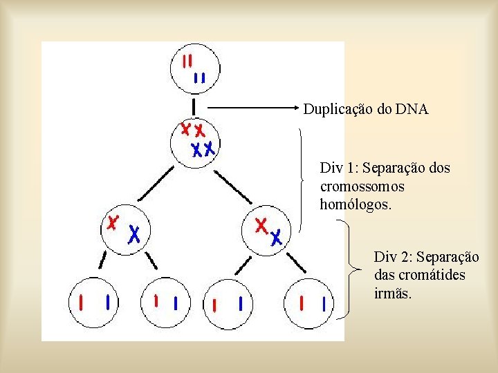 Duplicação do DNA Div 1: Separação dos cromossomos homólogos. Div 2: Separação das cromátides