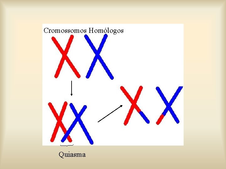 Cromossomos Homólogos Quiasma 