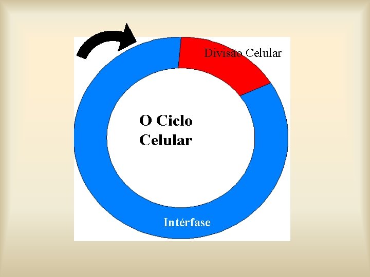 Divisão Celular O Ciclo Celular Intérfase 