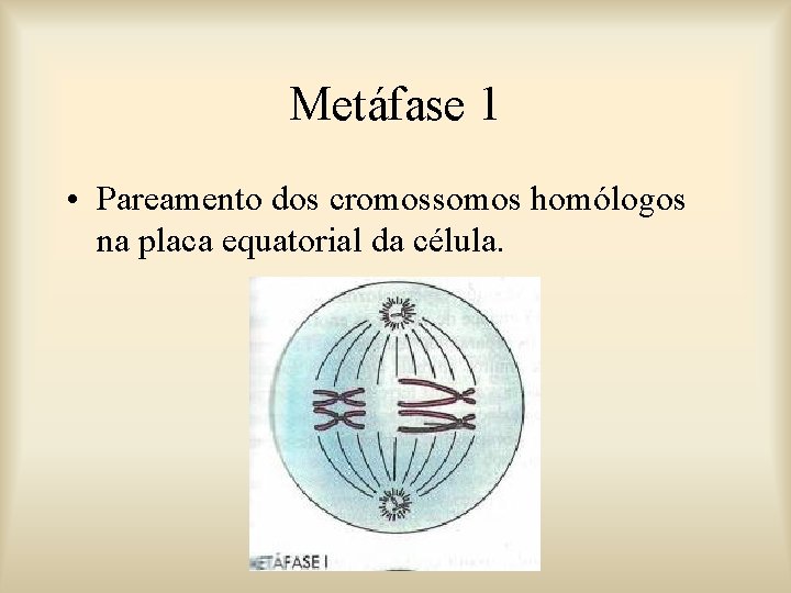 Metáfase 1 • Pareamento dos cromossomos homólogos na placa equatorial da célula. 
