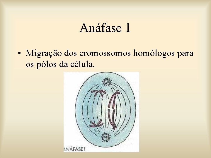 Anáfase 1 • Migração dos cromossomos homólogos para os pólos da célula. 