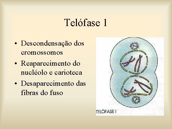 Telófase 1 • Descondensação dos cromossomos • Reaparecimento do nucléolo e carioteca • Desaparecimento