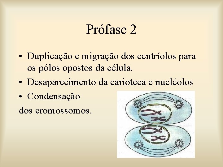 Prófase 2 • Duplicação e migração dos centríolos para os pólos opostos da célula.