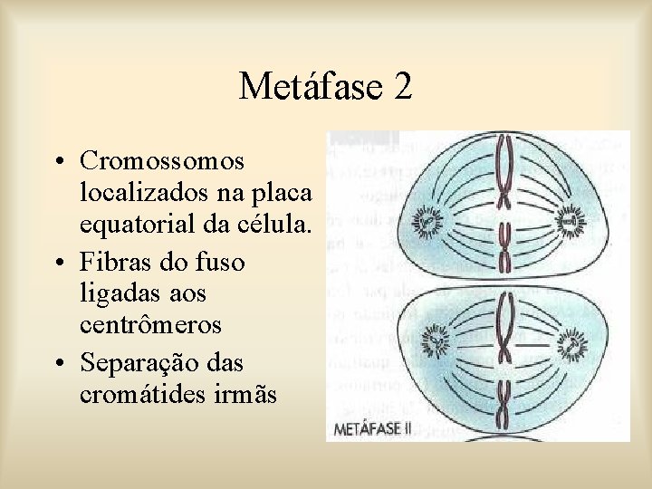 Metáfase 2 • Cromossomos localizados na placa equatorial da célula. • Fibras do fuso