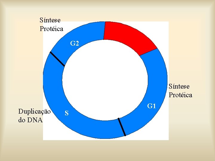 Síntese Protéica G 2 Síntese Protéica Duplicação do DNA S G 1 