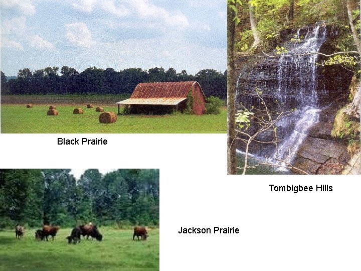 Black Prairie Tombigbee Hills Jackson Prairie 