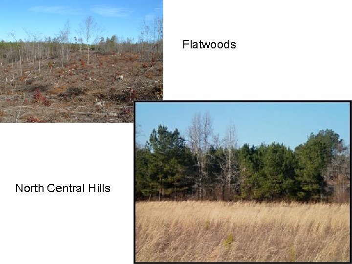 Flatwoods North Central Hills 