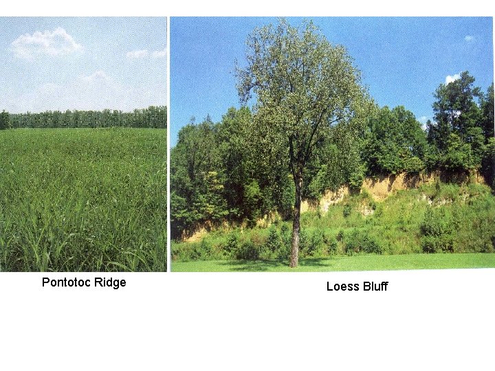 Pontotoc Ridge Loess Bluff 