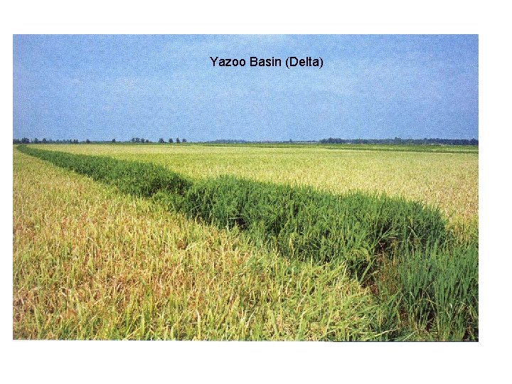 Yazoo Basin (Delta) 