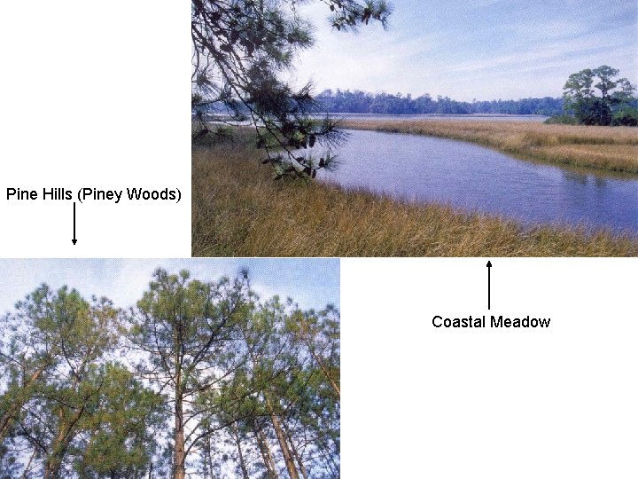 Pine Hills (Piney Woods) Coastal Meadow 