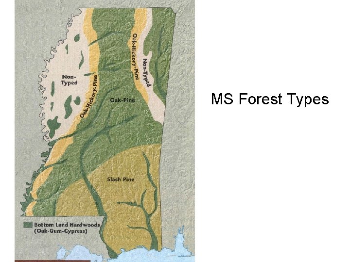 MS Forest Types 