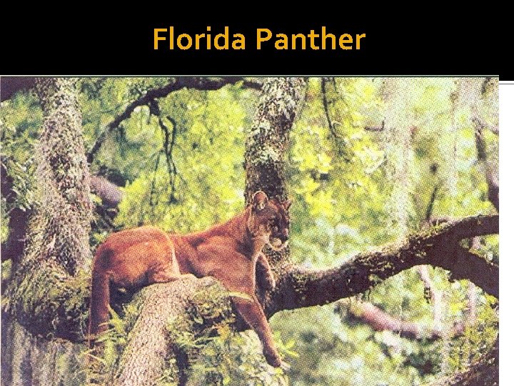 Florida Panther 