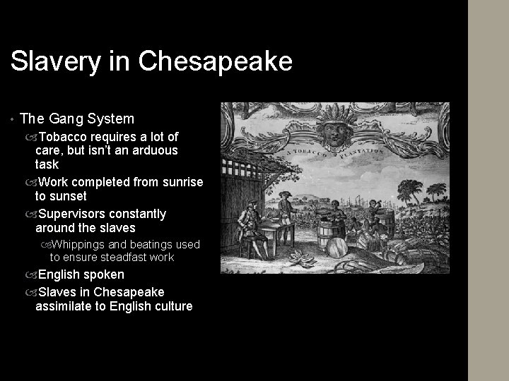 Slavery in Chesapeake • The Gang System Tobacco requires a lot of care, but