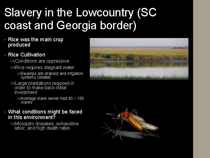 Slavery in the Lowcountry (SC coast and Georgia border) • Rice was the main