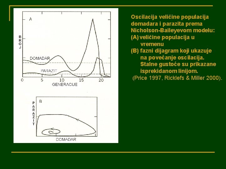 Oscilacija veličine populacija domadara i parazita prema Nicholson-Baileyevom modelu: (A) veličine populacija u vremenu