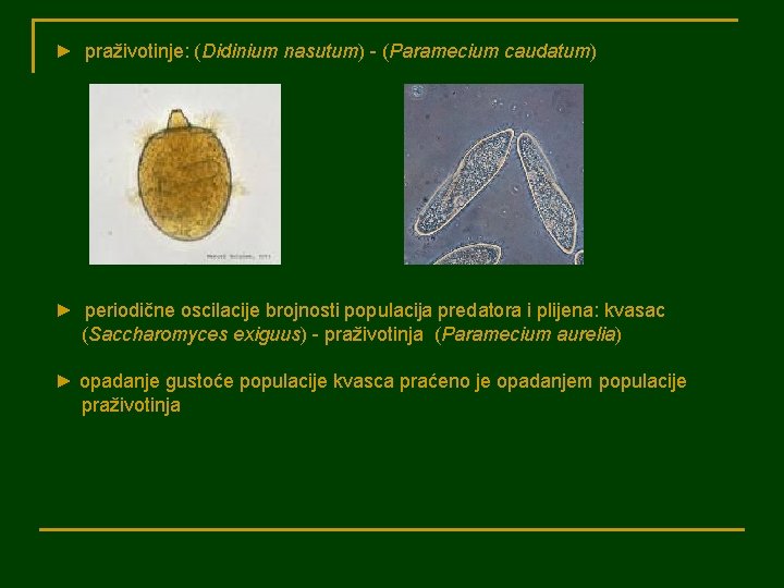 ► praživotinje: (Didinium nasutum) - (Paramecium caudatum) ► periodične oscilacije brojnosti populacija predatora i