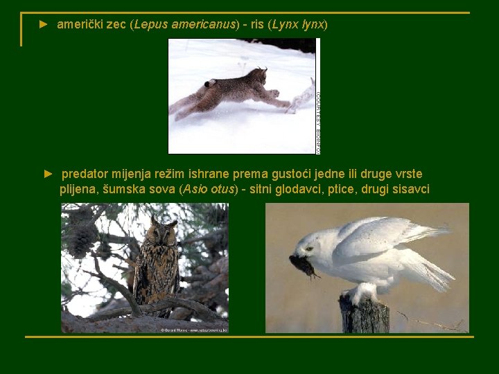 ► američki zec (Lepus americanus) - ris (Lynx lynx) ► predator mijenja režim ishrane