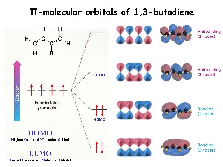Π-molecular orbitals of 1, 3 -butadiene LUMO HOMO Highest Occupied Molecular Orbital LUMO Lowest