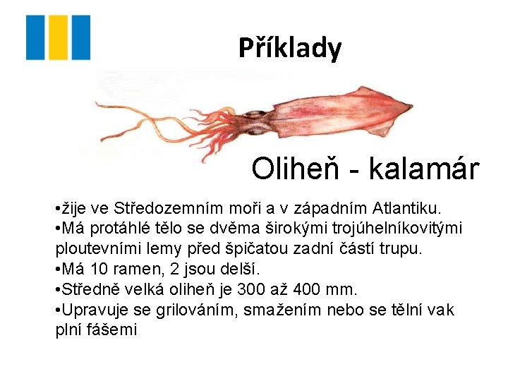 Příklady Oliheň - kalamár • žije ve Středozemním moři a v západním Atlantiku. •