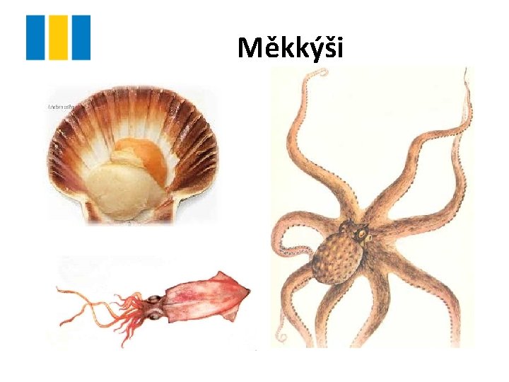 Měkkýši 