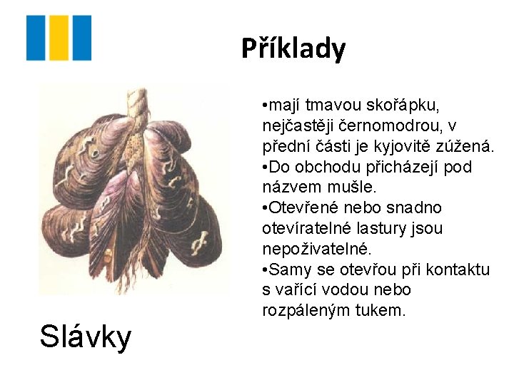 Příklady Slávky • mají tmavou skořápku, nejčastěji černomodrou, v přední části je kyjovitě zúžená.