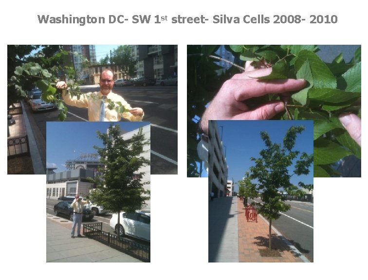 Washington DC- SW 1 st street- Silva Cells 2008 - 2010 