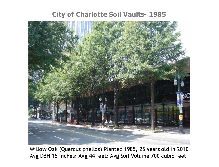 City of Charlotte Soil Vaults- 1985 Willow Oak (Quercus phellos) Planted 1985, 25 years