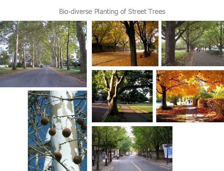 Bio-diverse Planting of Street Trees 