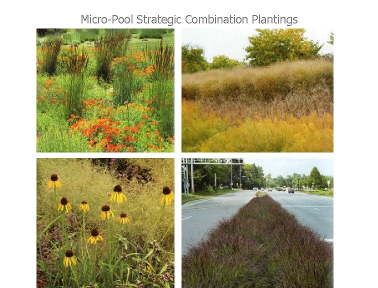 Micro-Pool Strategic Combination Plantings 