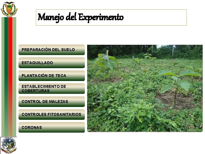 Manejo del Experimento PREPARACIÓN DEL SUELO ESTAQUILLADO PLANTACIÓN DE TECA ESTABLECIMIENTO DE COBERTURAS CONTROL