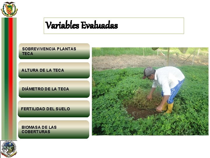 Variables Evaluadas SOBREVIVENCIA PLANTAS TECA ALTURA DE LA TECA número de plantas vivas DIÁMETRO