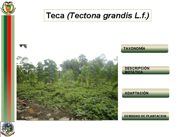 Teca (Tectona grandis L. f. ) TAXONOMÍA Características climáticas Rango de tolerancia Reino: Clima