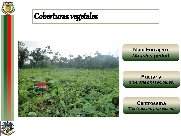 Coberturas vegetales TAXONOMÍA ADAPTACIÓN Reino: Clima Plantae Tropical - Subtropical Phylum Altitud Clase: Temperatura