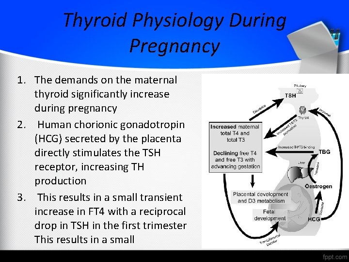 Thyroid Physiology During Pregnancy 1. The demands on the maternal thyroid significantly increase during