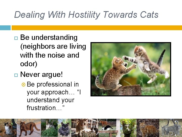 Dealing With Hostility Towards Cats Be understanding (neighbors are living with the noise and Dealing With Hostility Towards Cats Be understanding (neighbors are living with the noise and