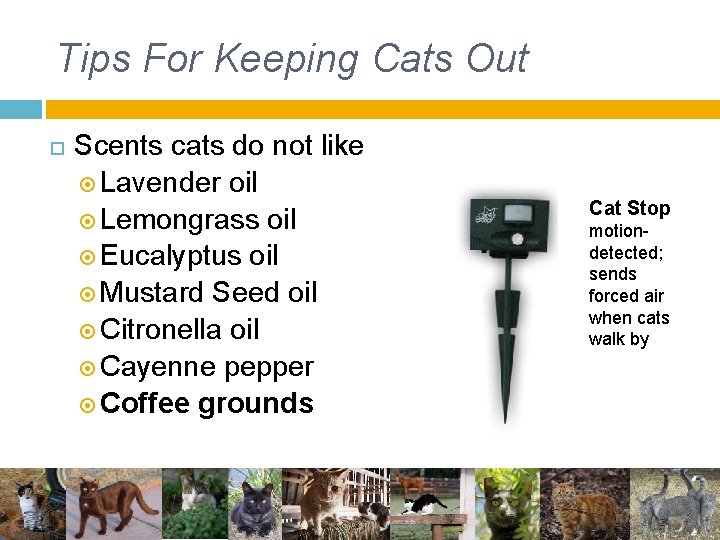 Tips For Keeping Cats Out Scents cats do not like Lavender oil Lemongrass oil Tips For Keeping Cats Out Scents cats do not like Lavender oil Lemongrass oil