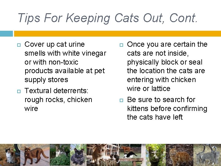 Tips For Keeping Cats Out, Cont. Cover up cat urine smells with white vinegar Tips For Keeping Cats Out, Cont. Cover up cat urine smells with white vinegar