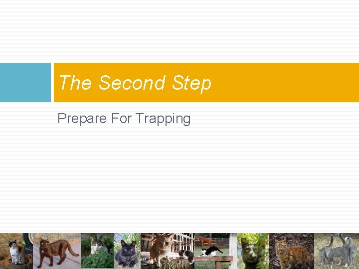 The Second Step Prepare For Trapping The Second Step Prepare For Trapping