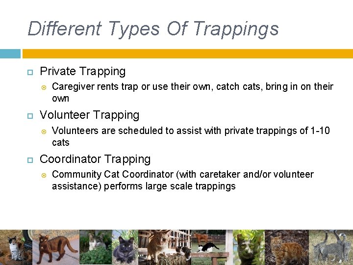 Different Types Of Trappings Private Trapping Volunteer Trapping Caregiver rents trap or use their Different Types Of Trappings Private Trapping Volunteer Trapping Caregiver rents trap or use their