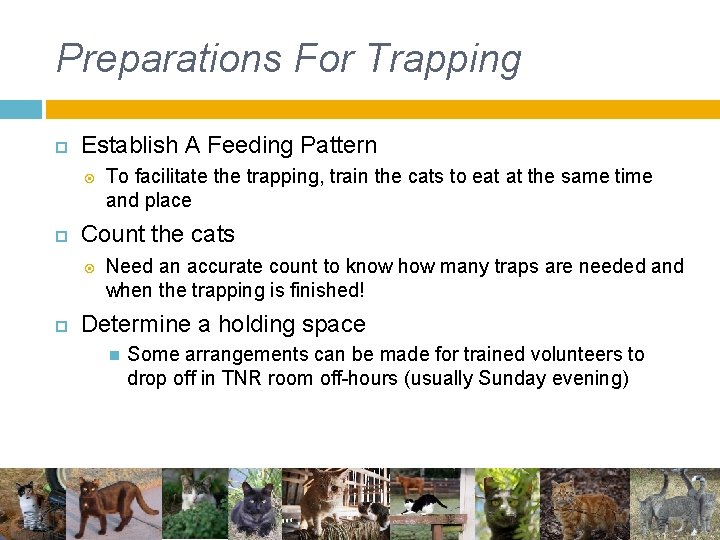 Preparations For Trapping Establish A Feeding Pattern Count the cats To facilitate the trapping, Preparations For Trapping Establish A Feeding Pattern Count the cats To facilitate the trapping,