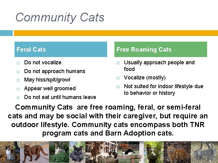 Community Cats Feral Cats Free Roaming Cats Do not vocalize Do not approach humans Community Cats Feral Cats Free Roaming Cats Do not vocalize Do not approach humans