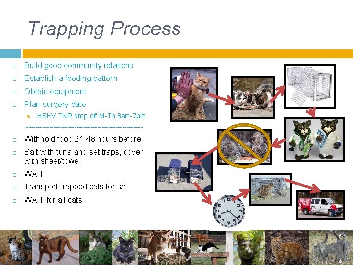 Trapping Process Build good community relations Establish a feeding pattern Obtain equipment Plan surgery Trapping Process Build good community relations Establish a feeding pattern Obtain equipment Plan surgery