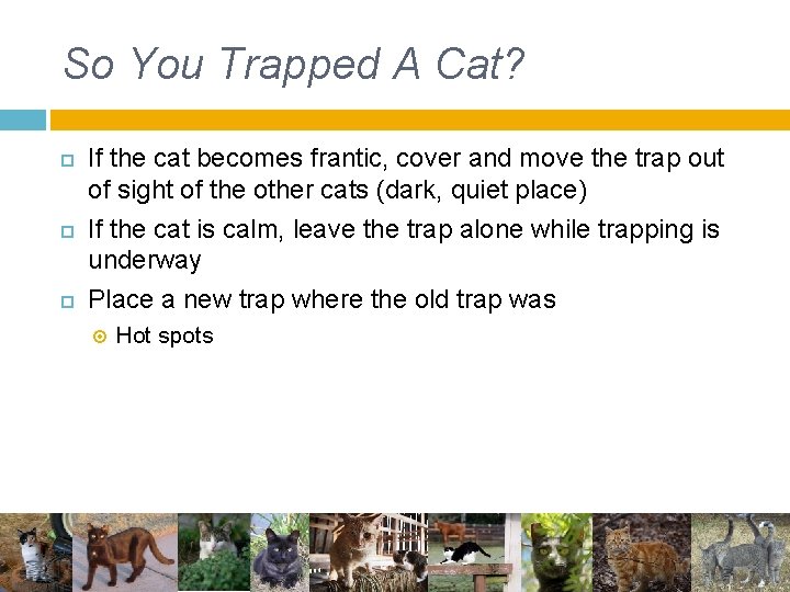 So You Trapped A Cat? If the cat becomes frantic, cover and move the So You Trapped A Cat? If the cat becomes frantic, cover and move the