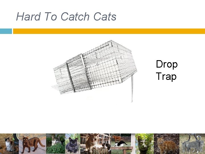 Hard To Catch Cats Drop Trap Hard To Catch Cats Drop Trap