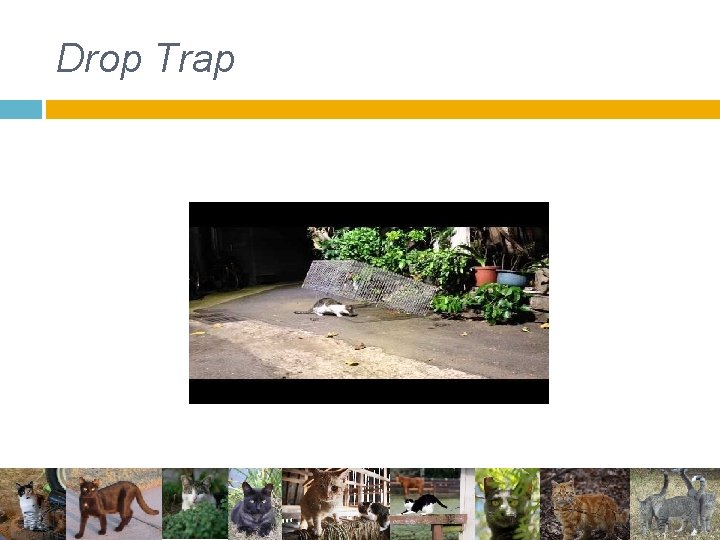 Drop Trap Drop Trap