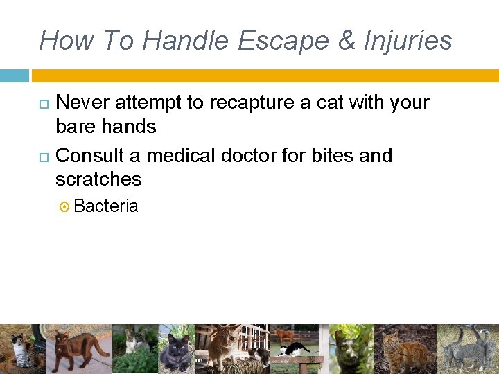 How To Handle Escape & Injuries Never attempt to recapture a cat with your How To Handle Escape & Injuries Never attempt to recapture a cat with your