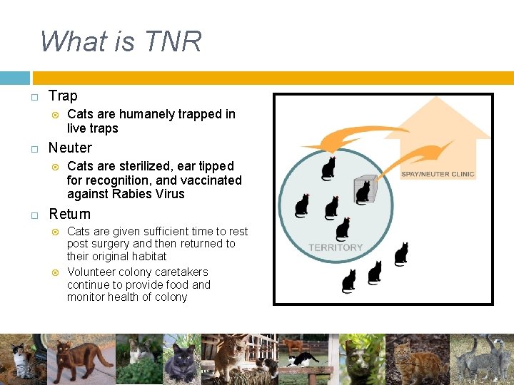 What is TNR Trap Neuter Cats are humanely trapped in live traps Cats are What is TNR Trap Neuter Cats are humanely trapped in live traps Cats are