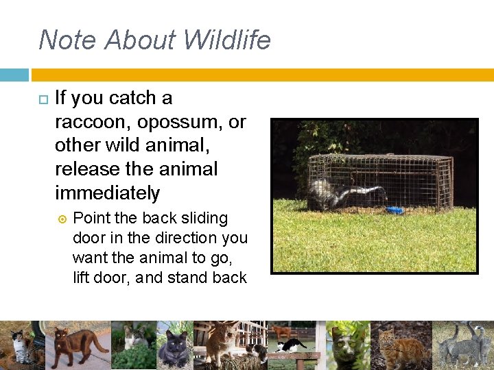 Note About Wildlife If you catch a raccoon, opossum, or other wild animal, release Note About Wildlife If you catch a raccoon, opossum, or other wild animal, release